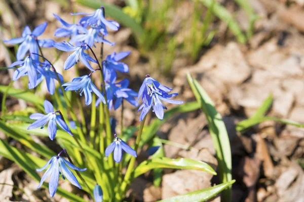 Scilla flowers — Stock Photo, Image