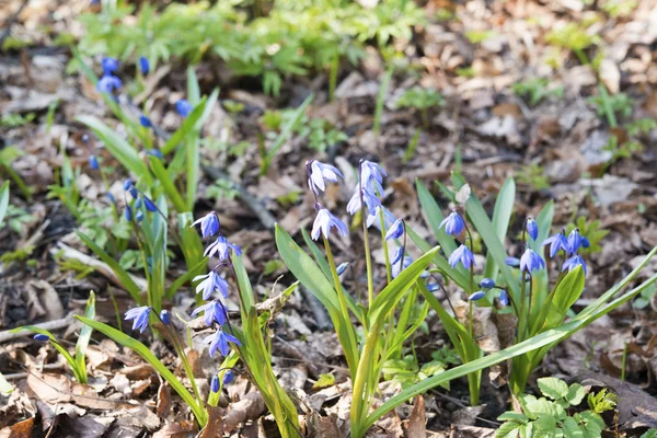 Scilla flowers — Stock Photo, Image