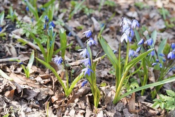 Scilla flowers — Stock Photo, Image