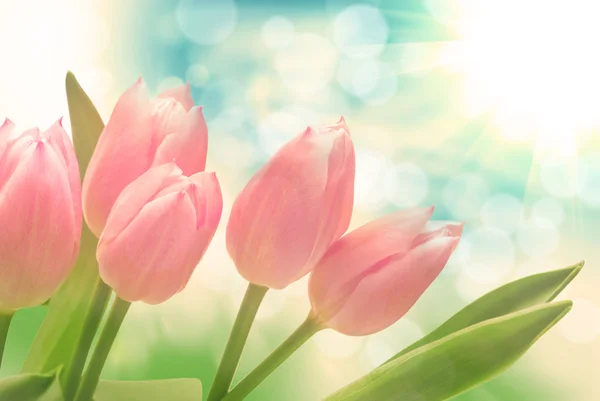 Tulip flowers — Stock Photo, Image