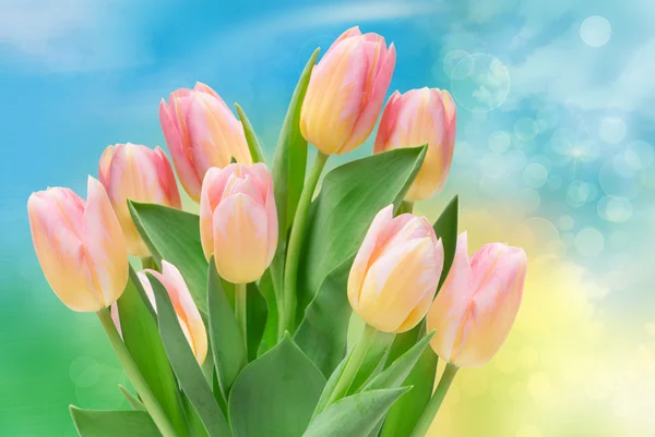 Tulp bloemen — Stockfoto