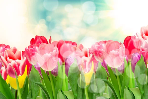 Tulpenblüten — Stockfoto