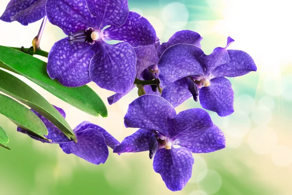 Fiore del Orchid — Foto Stock