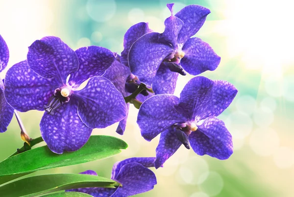 Fiore del Orchid — Foto Stock