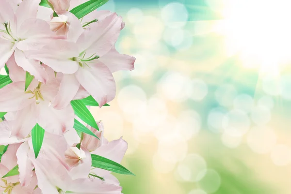 Pink lilies — Stock Photo, Image