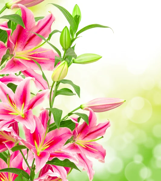 Pink lilies — Stock Photo, Image