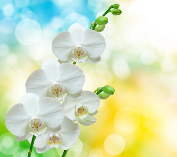 Flor de orquídea — Fotografia de Stock