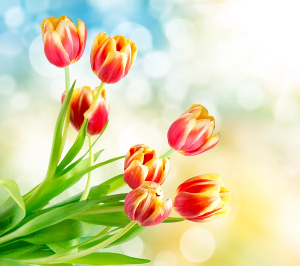 Tulip flowers — Stock Photo, Image