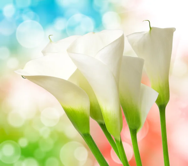 Calla Lily. — Fotografia de Stock