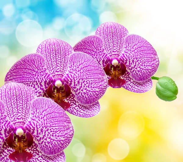 Orkide çiçek — Stok fotoğraf