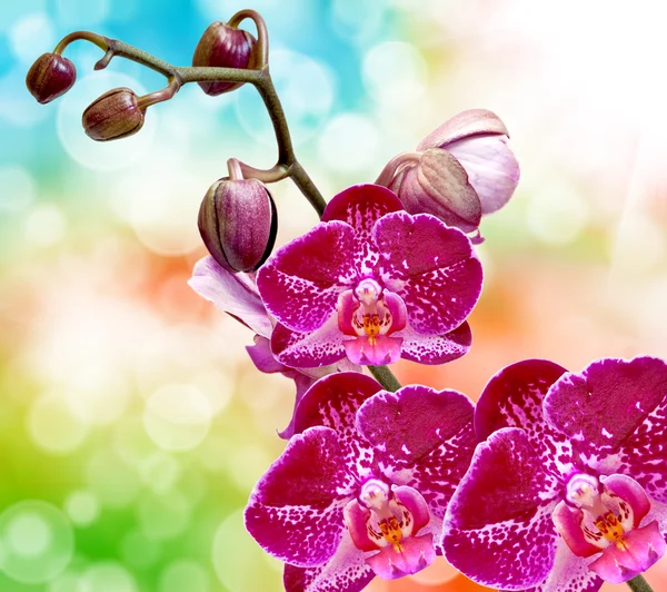 Orchideenblume — Stockfoto