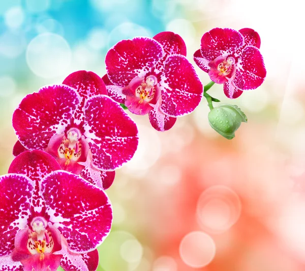 Flor de orquídea — Fotografia de Stock