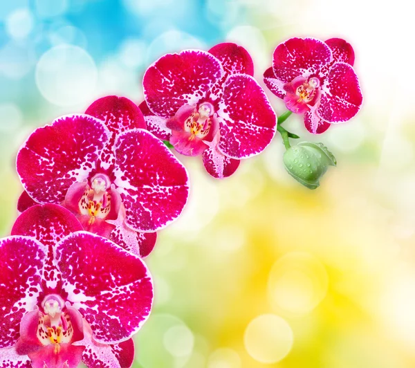 Orkideblomst – stockfoto
