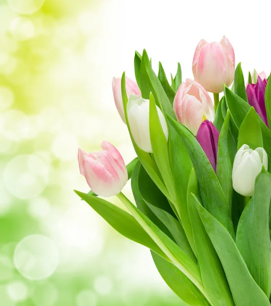 Tulp bloemen — Stockfoto