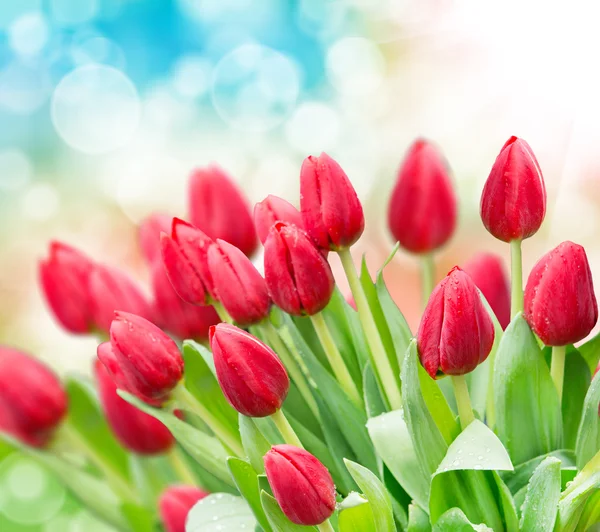 Flores de tulipa — Fotografia de Stock