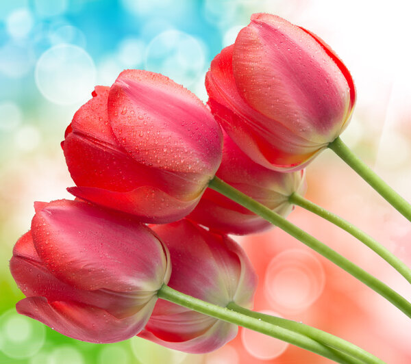 tulip flowers