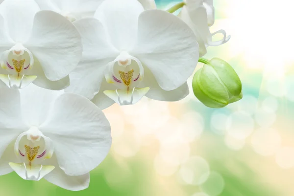 Orchideebloem — Stockfoto