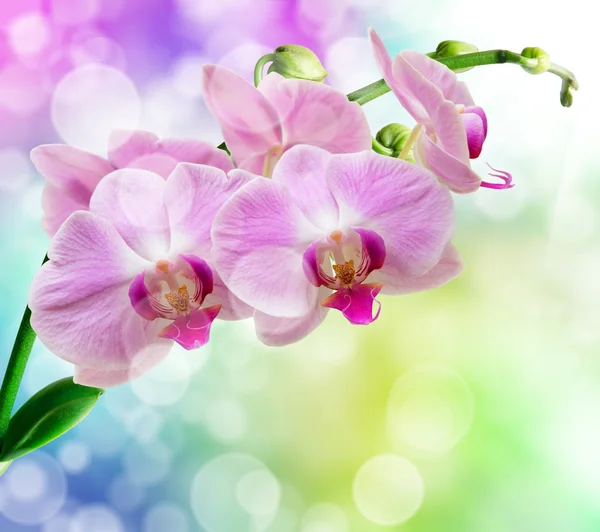 Orchideebloem — Stockfoto