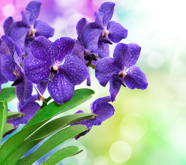 Orchideenblume — Stockfoto