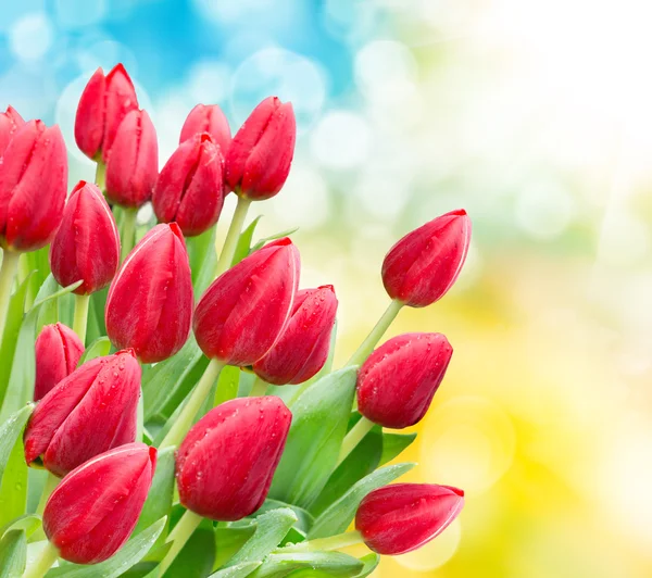 Tulip flowers — Stock Photo, Image