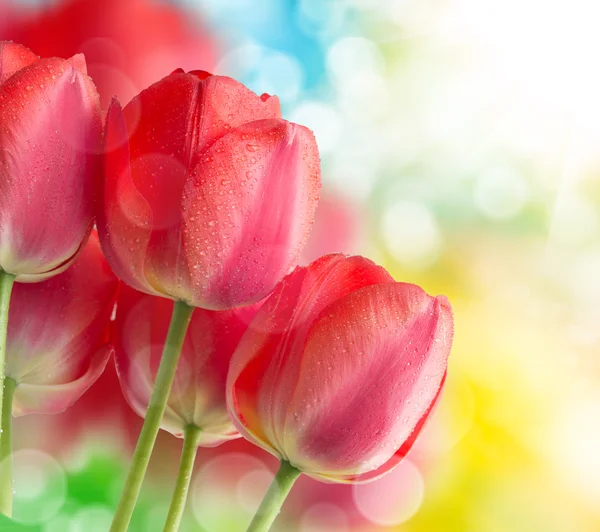 Tulpenblüten — Stockfoto