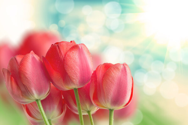 tulip flowers