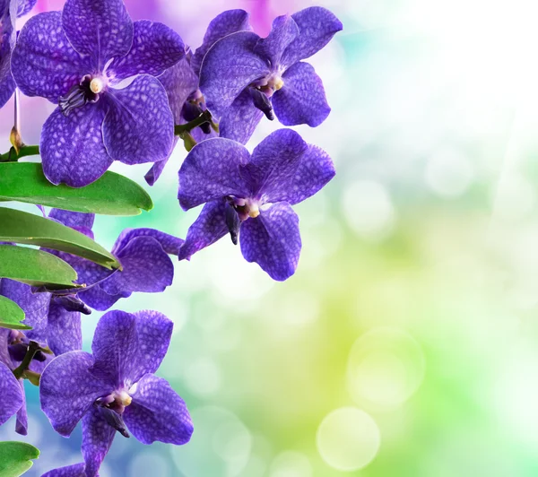 Flor de orquídea — Fotografia de Stock