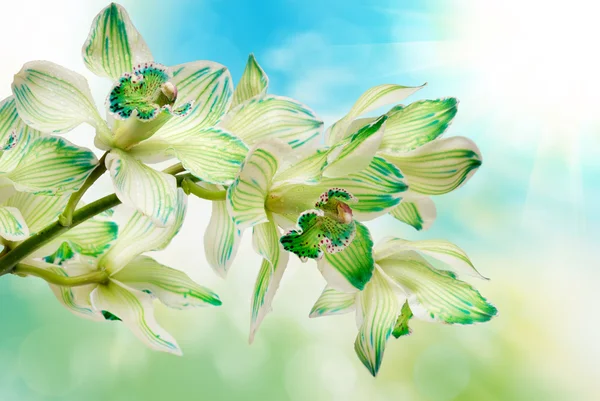 Fiore del Orchid — Foto Stock