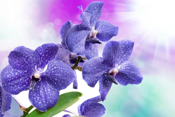 Orchideenblume — Stockfoto