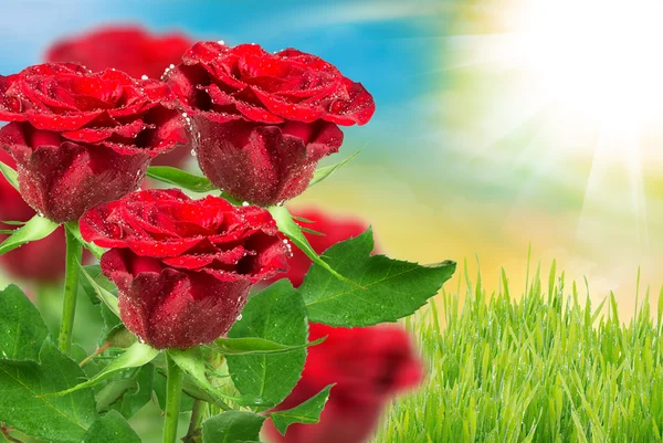 Róży kwiat — Zdjęcie stockowe