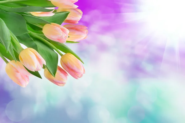 Tulip flowers — Stock Photo, Image