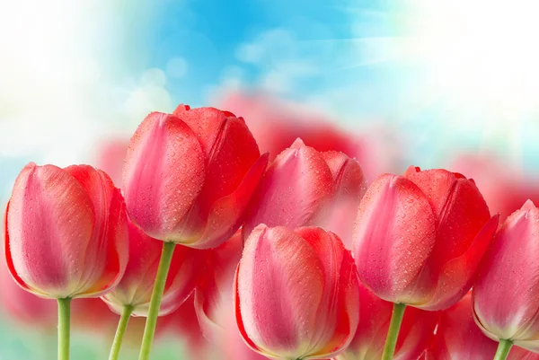 Flores de tulipán —  Fotos de Stock