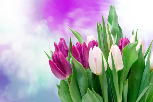 Tulp bloemen — Stockfoto