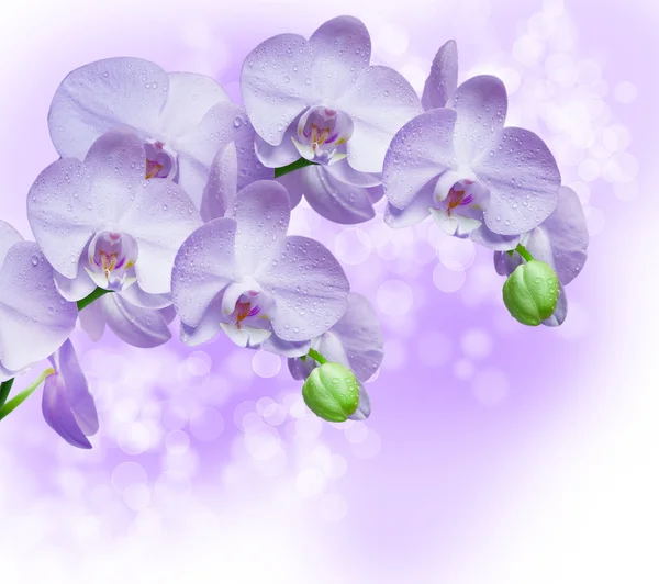 Orchidea kwiat — Zdjęcie stockowe