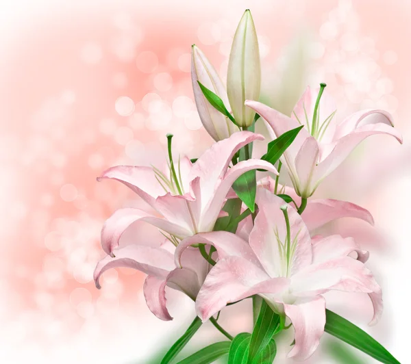 Pink lilies — Stock Photo, Image