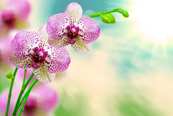 Fiore del Orchid — Foto Stock