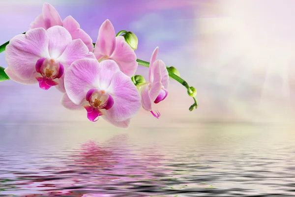 Orchideebloem — Stockfoto