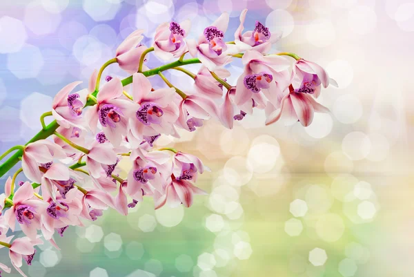 Flor de orquídea — Fotografia de Stock