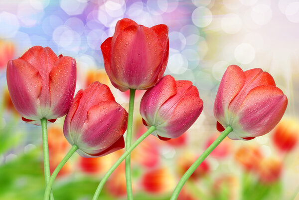 tulip flowers