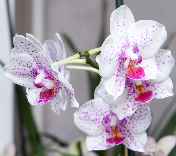 Orchidea kwiat — Zdjęcie stockowe