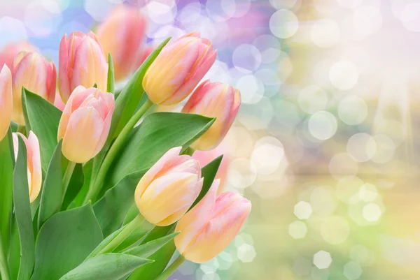 Flores de tulipa — Fotografia de Stock