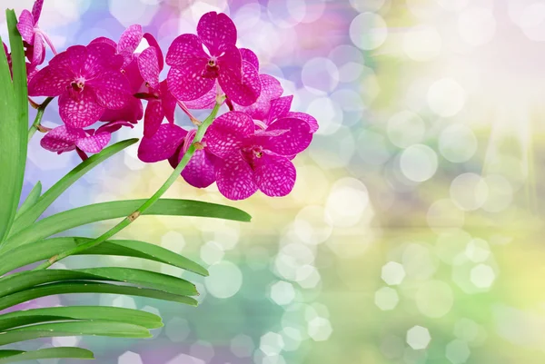 Orchid flower — Stock Photo, Image