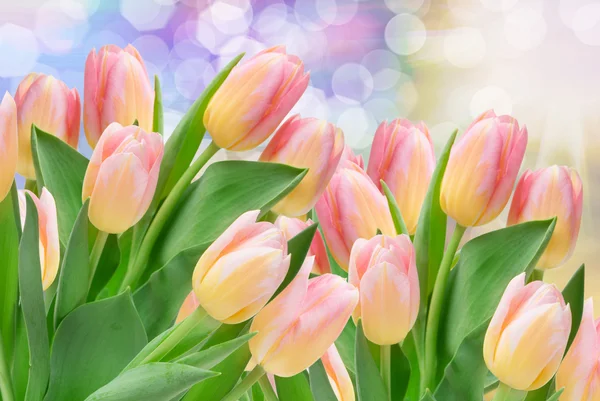 Tulpenblüten — Stockfoto