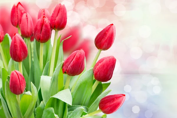 Tulpenblüten — Stockfoto