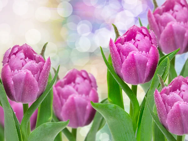 Tulp bloemen — Stockfoto