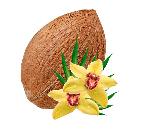 Coconut — Stock Photo, Image