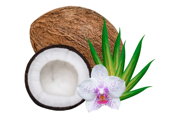 Coconut — Stock Photo, Image