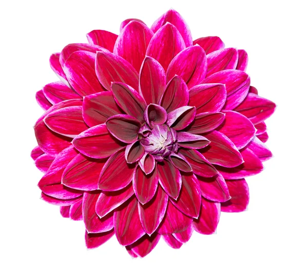 Gerber flower — Stock Photo, Image