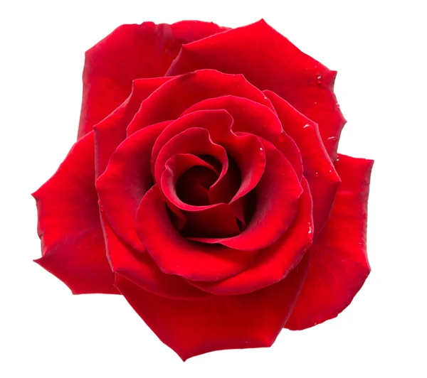 Rose flower — Stock Photo, Image