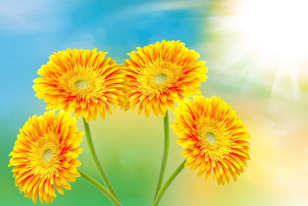 Gerberblume — Stockfoto